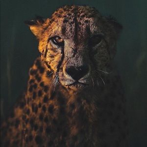 Meet your Posher, Noah